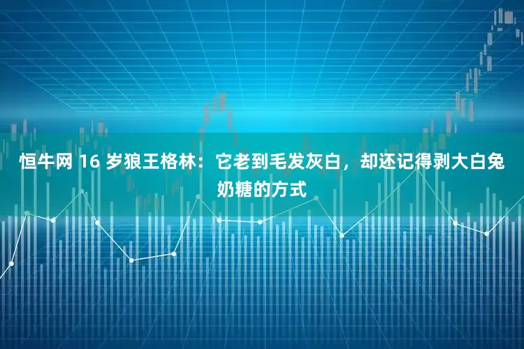 恒牛网 16 岁狼王格林：它老到毛发灰白，却还记得剥大白兔奶糖的方式